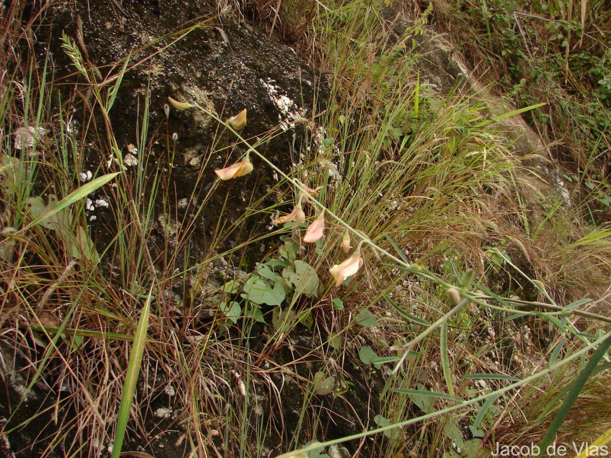 Crotalaria juncea L.